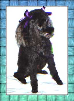 tar